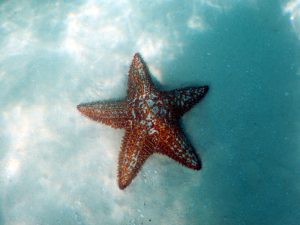 Isla Saona: Biodiversidad y aguas cristalinas