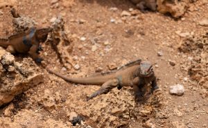 Cueva de las Maravillas: Iguanario