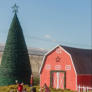 actividades navideñas 