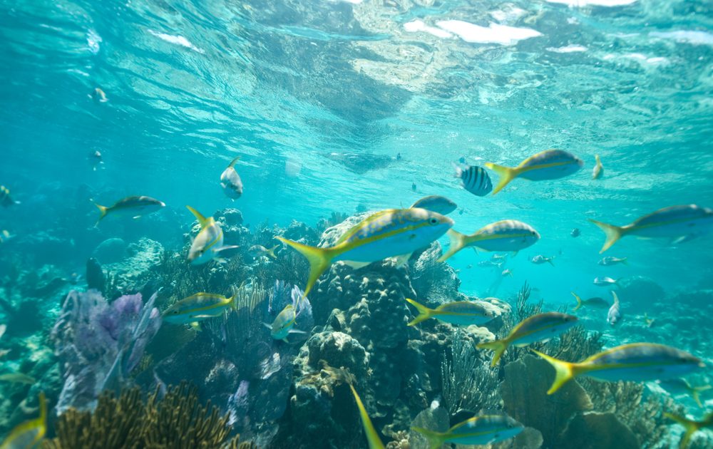 Joyas de Puerto Plata: Punta Rucia & Cayo Arena