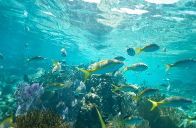 Joyas de Puerto Plata: Punta Rucia & Cayo Arena