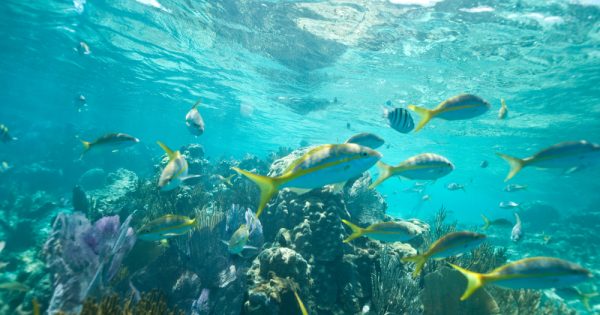 Joyas de Puerto Plata: Punta Rucia & Cayo Arena