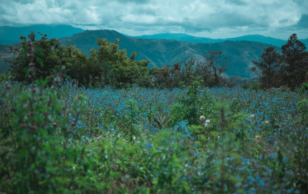 Escápate del calor en República Dominicana: El Parque Nacional Valle Nuevo