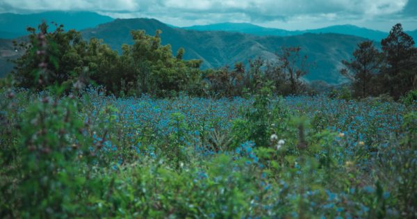 Escápate del calor en República Dominicana: El Parque Nacional Valle Nuevo